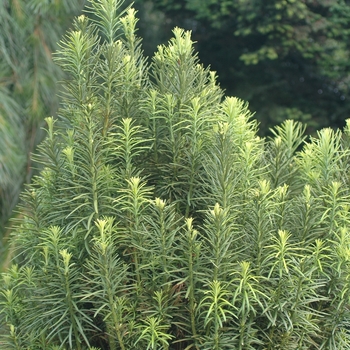 Cephalotaxus harringtonia 'Fastigiata' (026479)