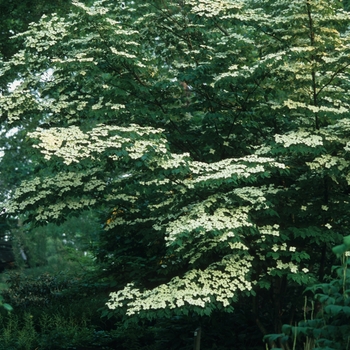 Cornus kousa 'Milky Way' (026482)