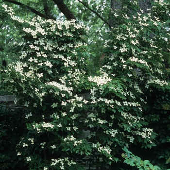 Cornus kousa 'Milky Way' (026483)