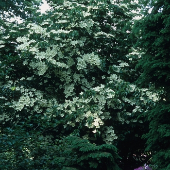 Cornus kousa 'Milky Way' (026484)