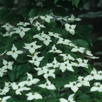 Cornus kousa 'Milky Way' (026487)