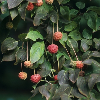 Cornus kousa 'Milky Way' (026488)