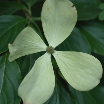 Cornus 'Constellation®' (026490)