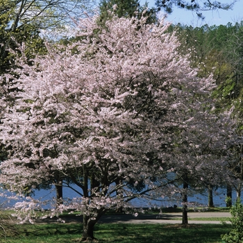 Prunus x yedoensis '' (026539)