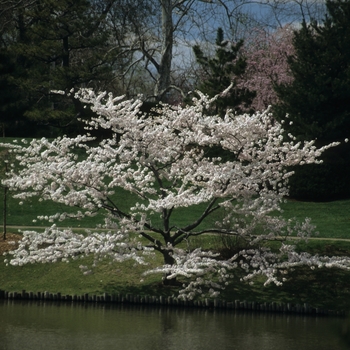 Prunus x yedoensis '' (026543)