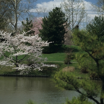 Prunus x yedoensis '' (026545)