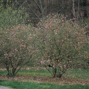 Viburnum x burkwoodii 'Mohawk' (026559)