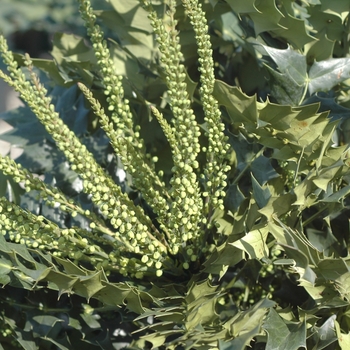 Mahonia x media 'Winter Sun' (026562)