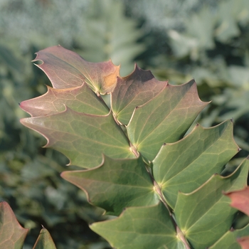 Mahonia x media 'Winter Sun' (026563)