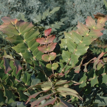 Mahonia x media 'Winter Sun' (026564)