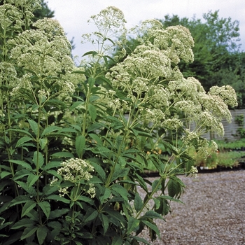 Eupatorium fistulosum f. albidum 'Ivory Towers' (026618)