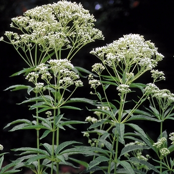 Eupatorium fistulosum f. albidum 'Ivory Towers' (026620)