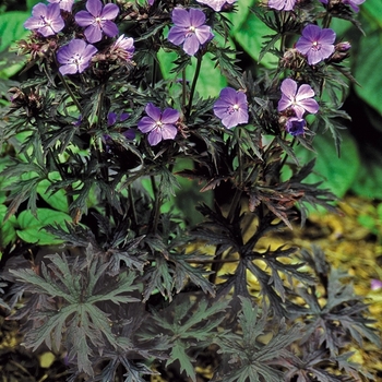 Geranium pratense 'Dark Reiter' (026626)