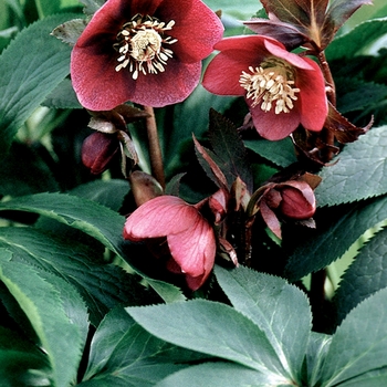 Helleborus orientalis 'Red Lady' (026634)