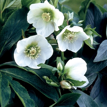 Helleborus orientalis 'White Lady' (026640)