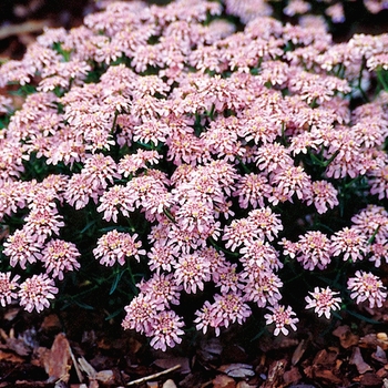 Iberis aurosica 'Sweetheart' (026651)