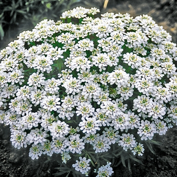 Iberis sempervirens 'Snow Cushion' (026653)