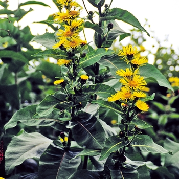 Inula racemosa 'Sonnenspeer' (026654)