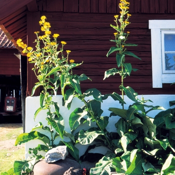 Inula racemosa 'Sonnenspeer' (026655)