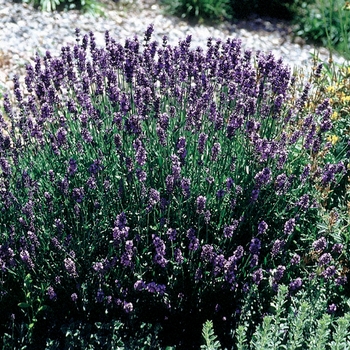 Lavandula angustifolia 'Hidcote Superior' (026658)