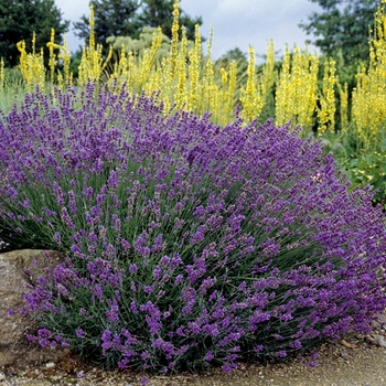 Lavandula angustifolia 'Hidcote Superior' (026661)