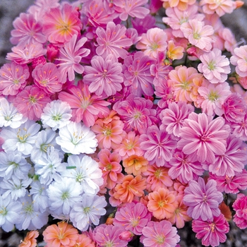 Lewisia cotyledon 'Praline' (026664)