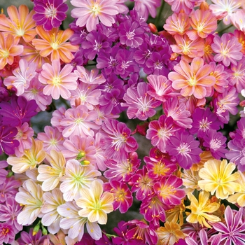 Lewisia cotyledon 'Regenbogen' (026666)