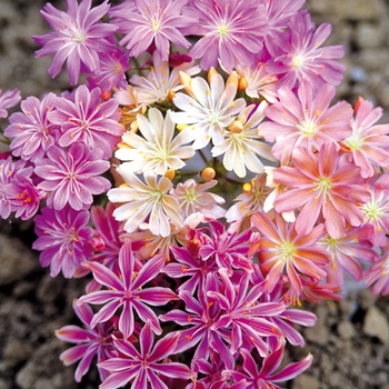 Lewisia cotyledon 'Fransi' (026668)