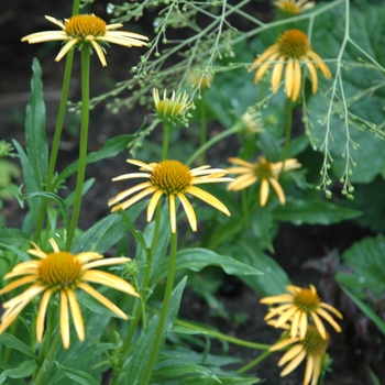 Echinacea Meadowbrite™ '' (027458)