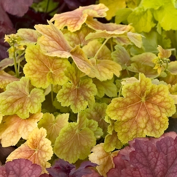 Heuchera 'Tiramisu' (028431)