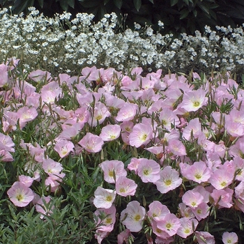 Oenothera berlandieri 'Siskiyou' (028441)