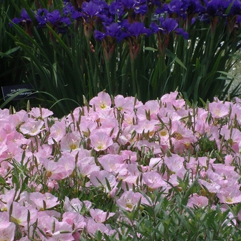 Oenothera berlandieri 'Siskiyou' (028443)