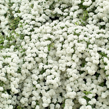 Spiraea nipponica 'Snowmound' (028444)