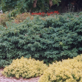 Berberis thunbergii 'Bonanza Gold' (028526)