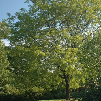 Gleditsia triacanthos var. inermis 'Shademaster' (028529)