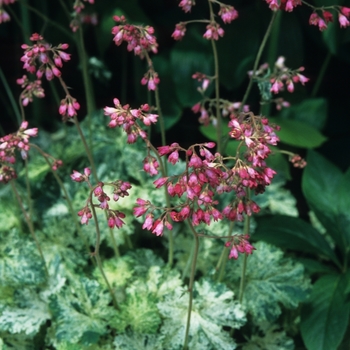 Heuchera sanguinea 'Snow Angel' (028532)