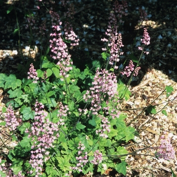 Heuchera sanguinea 'Snow Angel' (028533)