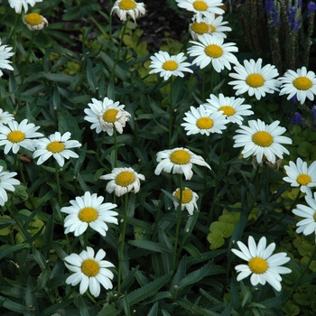 Leucanthemum x superbum 'Snowcap' (028545)