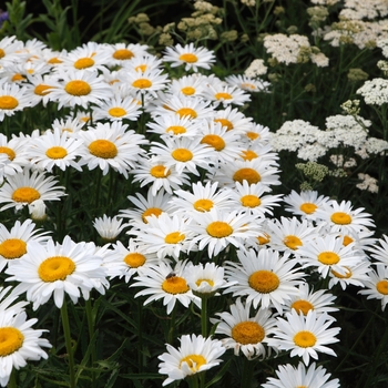 Leucanthemum x superbum 'Snowcap' (028546)