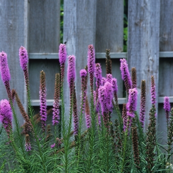 Liatris spicata 'Kobold' (028547)