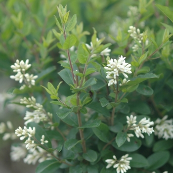 Ligustrum amurense '' (028548)