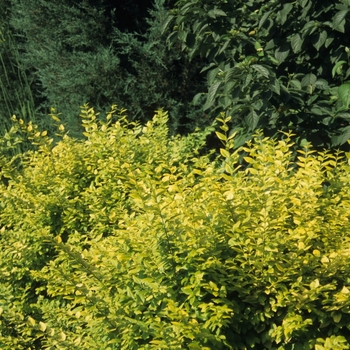 Ligustrum x vicaryi '' (028552)