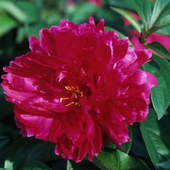 Paeonia lactiflora 'Karl Rosenfeld' (028554)