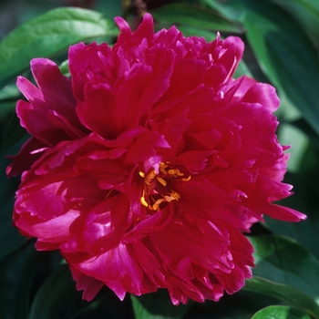 Paeonia lactiflora 'Karl Rosenfeld' (028555)