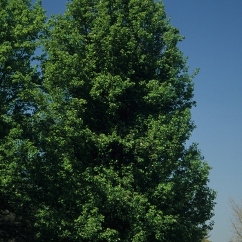 Pyrus calleryana 'Cleveland Select' (028556)