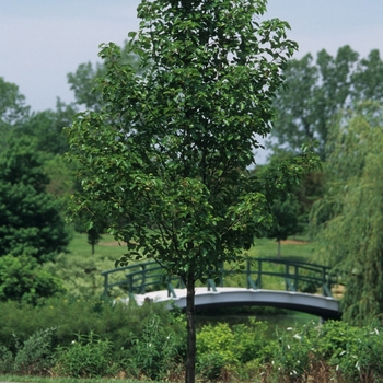 Pyrus calleryana 'Cleveland Select' (028558)