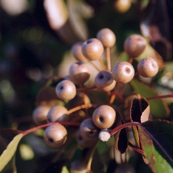 Pyrus calleryana 'Cleveland Select' (028559)