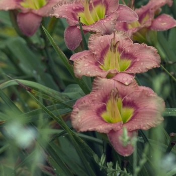 Hemerocallis 'Elegant Candy' (028578)