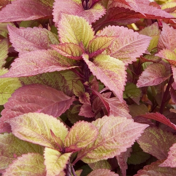 Coleus scutellarioides ColorBlaze® 'Royal Glissade®' (028586)