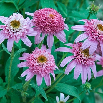 Echinacea purpurea 'Pink Double Delight' (028590)